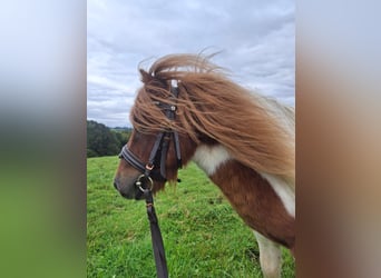 Shetland Ponys, Hengst, 5 Jaar, 80 cm, Gevlekt-paard