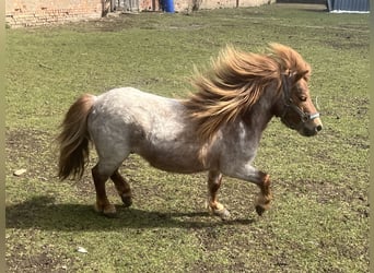 Shetland Ponys Mix, Hengst, 5 Jaar, 90 cm, Donkere-vos