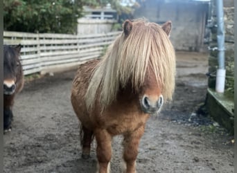 Shetland Ponys, Hengst, 5 Jaar, 90 cm, Falbe