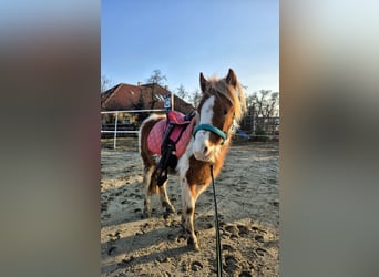 Shetland Ponys, Hengst, 5 Jahre, 105 cm, Schecke