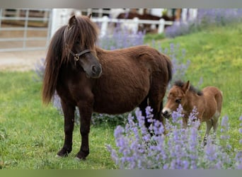 Shetland Ponys, Hengst, 5 Jahre, 80 cm, Rappe