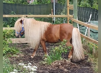 Shetland Ponys, Hengst, 5 Jahre, 84 cm, Fuchs