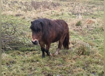 Shetland Ponys, Hengst, 5 Jahre, 90 cm, Fuchs