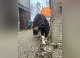 Shetland Ponys, Hengst, 5 Jahre, 90 cm, Schecke