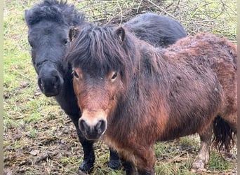 Shetland Ponys, Hengst, 5 Jahre, 90 cm, Schwarzbrauner