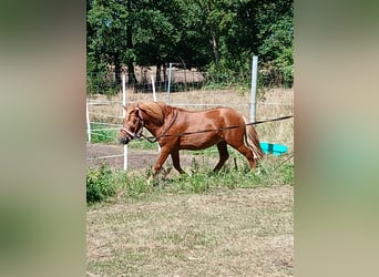 Shetland Ponys, Hengst, 6 Jaar, 100 cm, Vos