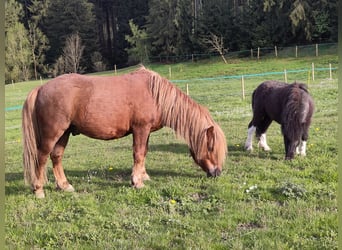 Shetland Ponys, Hengst, 6 Jaar, 106 cm, Vos