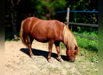 Shetland Ponys, Hengst, 6 Jaar, 106 cm, Vos