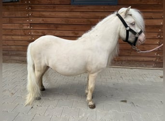 Shetland Ponys, Hengst, 6 Jaar, 82 cm, Cremello