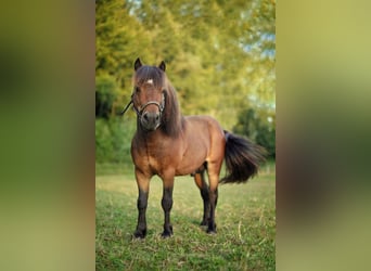 Shetland Ponys, Hengst, 6 Jaar, 87 cm, Bruin