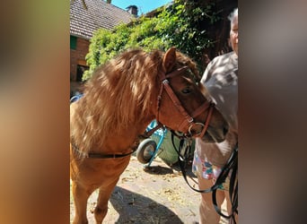 Shetland Ponys, Hengst, 6 Jahre, 100 cm, Fuchs