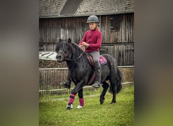 Shetland Ponys, Hengst, 6 Jahre, 105 cm, Rappe
