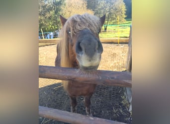 Shetland Ponys, Hengst, 6 Jahre, 106 cm, Fuchs