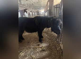 Shetland Ponys, Hengst, 6 Jahre, Rappe