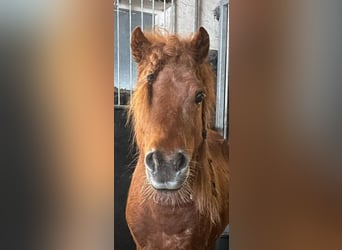 Shetland Ponys, Hengst, 7 Jaar, 105 cm, Donkerbruin
