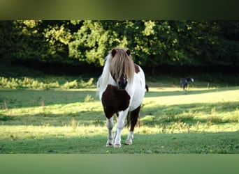 Shetland Ponys, Hengst, 7 Jahre, 100 cm, Schecke