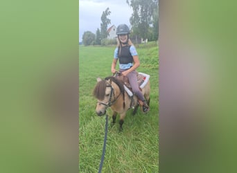 Shetland Ponys, Hengst, 7 Jahre, 105 cm, Buckskin
