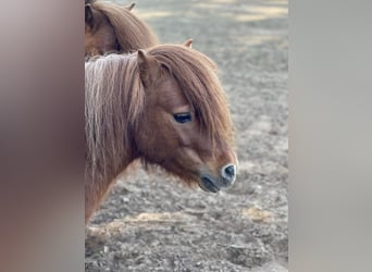 Shetland Ponys, Hengst, 7 Jahre, 83 cm, Schecke
