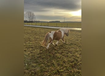 Shetland Ponys, Hengst, 7 Jahre, 94 cm, Schecke