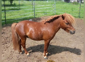Shetland Ponys, Hengst, 7 Jahre, 95 cm, Fuchs