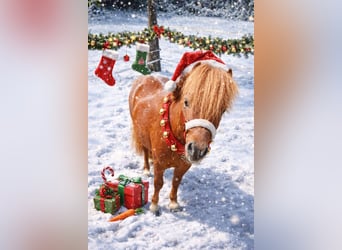 Shetland Ponys, Hengst, 7 Jahre, 95 cm, Fuchs