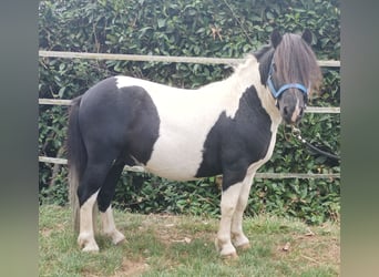 Shetland Ponys, Hengst, 8 Jaar, 100 cm, Overo-alle-kleuren
