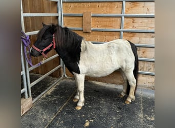 Shetland Ponys, Hengst, 8 Jaar, 105 cm, Gevlekt-paard