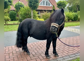 Shetland Ponys, Hengst, 8 Jahre, 105 cm, Rappe