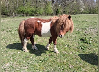 Shetland Ponys, Hengst, 8 Jahre, 112 cm, Tobiano-alle-Farben