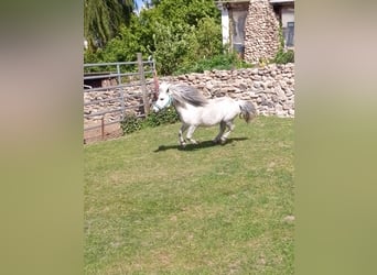 Shetland Ponys, Hengst, 8 Jahre, 86 cm, Rappschimmel