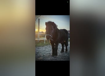 Shetland Ponys, Hengst, 9 Jaar, 100 cm, Zwart