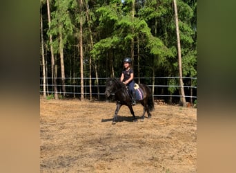Shetland Ponys Mix, Hengst, 9 Jahre, 120 cm, Dunkelbrauner