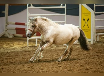 Shetland Ponys, Hengst, 7 Jaar, 112 cm, Appaloosa
