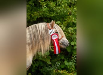 Shetland Ponys, Hengst, 8 Jaar, 112 cm, Appaloosa
