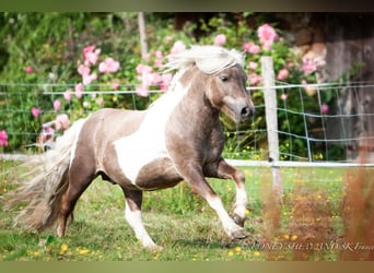 Shetland Ponys, Hengst, Fohlen (02/2026), 100 cm, Buckskin