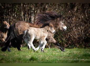 Shetland Ponys, Hengst, Fohlen (02/2026), 100 cm, Buckskin