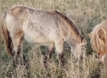 Shetland Ponys, Hengst, Fohlen (04/2024), 100 cm, Buckskin