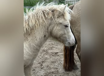 Shetland Ponys, Hengst, Fohlen (04/2026), 100 cm, Champagne