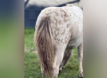 Shetland Ponys, Hengst, Fohlen (04/2026), 100 cm, Champagne