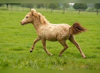 Shetland Ponys, Hengst, Fohlen (04/2026), 100 cm, Champagne