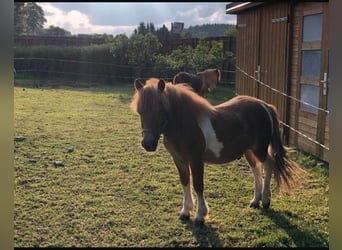 Shetland Ponys Mix, Hengst, , 100 cm, Fuchs