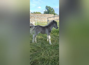 Shetland Ponys, Hengst, Fohlen (06/2026), 100 cm, Grullo