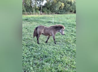 Shetland Ponys, Hengst, Fohlen (04/2026), 100 cm, Hellbrauner