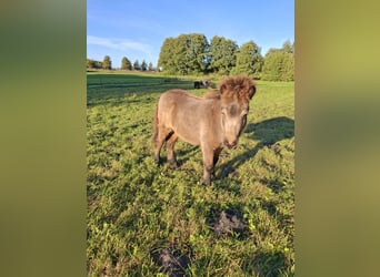 Shetland Ponys, Hengst, Fohlen (04/2026), 100 cm, Hellbrauner