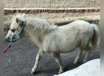 Shetland Ponys, Hengst, Fohlen (04/2026), 100 cm, Palomino
