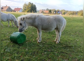Shetland Ponys, Hengst, Fohlen (04/2026), 100 cm, Palomino