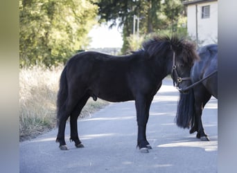Shetland Ponys, Hengst, Fohlen (02/2026), 100 cm, Rappe