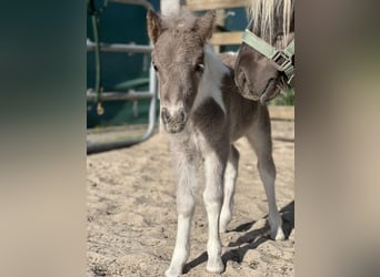 Shetland Ponys, Hengst, Fohlen (05/2025), 100 cm, Schecke