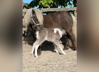 Shetland Ponys, Hengst, Fohlen (05/2025), 100 cm, Schecke