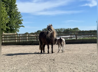Shetland Ponys, Hengst, Fohlen (05/2025), 100 cm, Schecke
